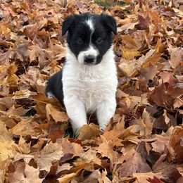 Boy 4 Black Rough Coat - Black male Border Collie puppy in Centerville, Washington from Forthright Farms