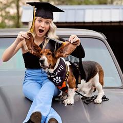 Waylon - Basset Hound