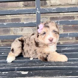 Pumpkin Patch - Red merle female Aussiedoodle puppy in Cartersville, Georgia from Simply Blessed Doodles