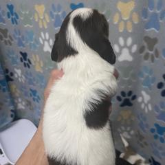 Dachshund Puppies from The Wienery