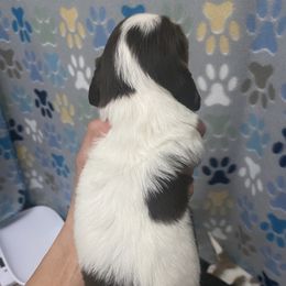 Dachshund Puppies from The Wienery