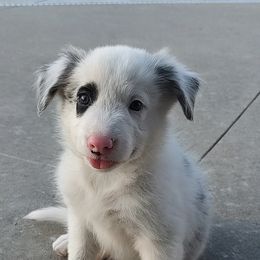Patch-ABCA - Blue merle male Border Collie puppy in Bixby, Oklahoma from Bond Border Collies