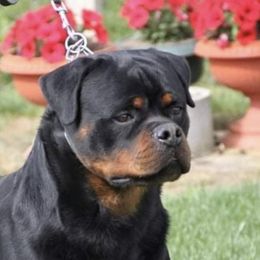 Ox  - Rottweiler