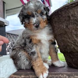 Cove - Merle male Bernedoodle puppy in Rising Sun, Indiana from Ruby Lane Doodles
