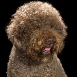 Cannoli - Lagotto Romagnolo
