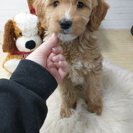 Goldendoodle and Poodle Puppies from KB Doodles