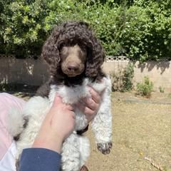 American Hairless Terrier and Poodle Puppies from Elcy’s American Hairless Terrier and Standard Poodles