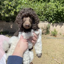 American Hairless Terrier and Poodle Puppies from Elcy’s American Hairless Terrier and Standard Poodles