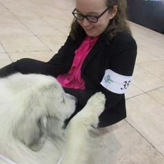 Cocker Spaniel and Great Pyrenees All Grown Up from Maple Way