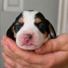 Twix - Black tan and white male Beagle puppy in Lake City, Florida from Sunkissed Beagles