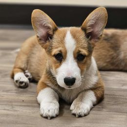 Girl 2 - Red and white female American Corgi puppy in Middleburg, Florida from Mulkeys Little Corgis