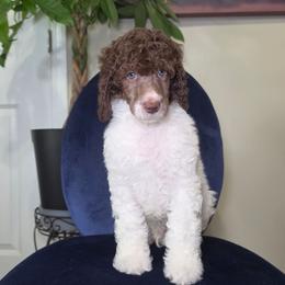 Yankee - Brown male Poodle puppy in Plainfield, New Jersey from Caris Paws Poodles and Labradoodles