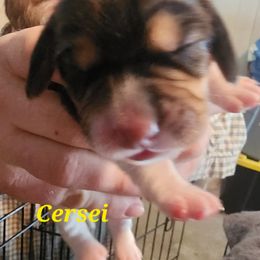 Cersei - Black fawn and white female Beagle puppy in Brockway, Pennsylvania from Sugar Hill Hounds