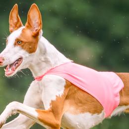 Isca - Ibizan Hound