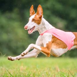 Isca - Ibizan Hound