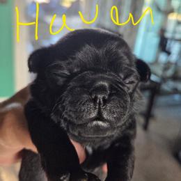 Haven - Black female Pug puppy in Madera, California from Hills Pugs