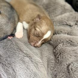 Fifi - Chocolate female Pomsky puppy in Doon, Iowa from Luxury Pomsky