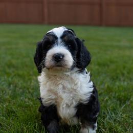 Alamo - Tri-color male Bernedoodle puppy in Fishers, Indiana from Fishers Bernedoodles