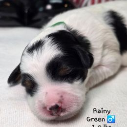 Green - Black and white male Bernedoodle puppy in Rockledge, Florida from Stormie's Doodles