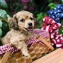 Prince(RARE COAT) - Black and tan male Cavachon puppy in Osprey, Florida from Mariah's Cavachons