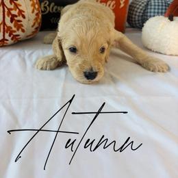 Autumn - Cream female Goldendoodle puppy in Cedartown, Georgia from Loyal Doodles