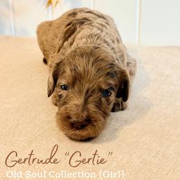 Gertrude (Gertie) - Merle female Goldendoodle puppy in Livermore, Colorado from Heritage Hills Family Doodles