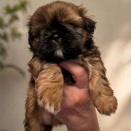 Girl 2 - Black gold and white female Shih Tzu puppy in Augusta, Maine from Zulas Shih Tzu of Maine