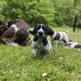 German Shorthaired Pointer Puppies from Thunder Mountain Gun Dogs