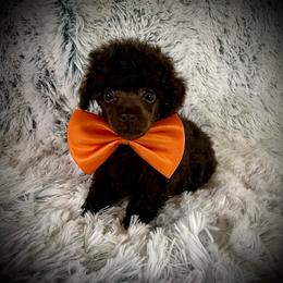 Tiny Cherokee - Brown male Poodle puppy in Newcomerstown, Ohio from Sheri’s Lil Angel’s