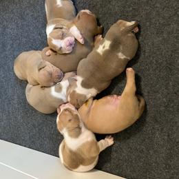 Girl 5 - Lilac female American Bully puppy in Sparks, Maryland from Weight In Gold Kennels