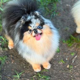 ROYA - Blue merle female Pomeranian puppy in Willis, Texas from Treasured Jewels Pomeranians