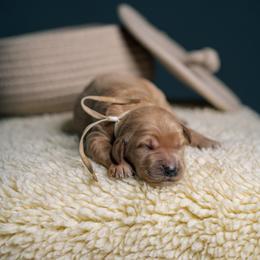 Poppy - Red  female Goldendoodle puppy in Duncan, South Carolina from Abner Creek Poodles & Doodles