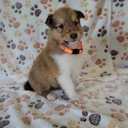 Orange - Sable male Collie puppy in Kalispell, Montana from Boorman Mountain Kennel