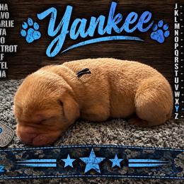 Yankee - Yellow male Labrador Retriever puppy in Hartly, Delaware from Triple Threat Labradors