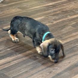 Felix - Wild boar male Dachshund puppy in Superior, Montana from Never Land Dachshunds of Montana