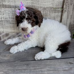 Sailor - Parti female Goldendoodle puppy in Mc Kinney, Texas from Flair Doodles