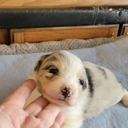 Jax - Blue merle male Australian Shepherd puppy in Guthrie, Oklahoma from 2bar Aussies