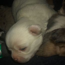Opie - Cream and white male Chihuahua puppy in Amelia, Virginia from Pannell’s Precious Pups