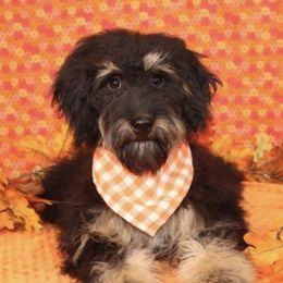 Milley - Aussiedoodle