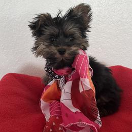 Boy 1 - Black and gold male Yorkshire Terrier puppy in Rising Star, Texas from Phillips Pup House