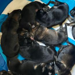 Sable female HILDA - Sable female German Shepherd puppy in Buckfield, Maine from Levesques German Shepherds
