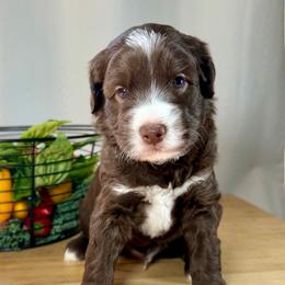 Basil - Chocolate male Australian Labradoodle puppy in Warrensburg, Missouri from 4Leaf Labradoodles