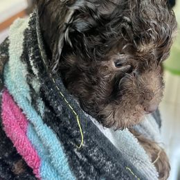 Maltipoo Puppies from Quiana's Maltipoos