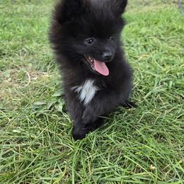Boy 1 - Black parti male Pomeranian puppy in Wilder, Idaho from Mary's Pomeranians