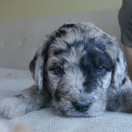Labradoodle Puppies from Daisy's Labradoodles