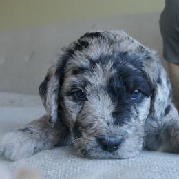 Labradoodle Puppies from Daisy's Labradoodles