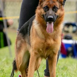 German Shepherds from Zwinger vom Roten Wald