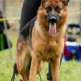German Shepherds from Zwinger vom Roten Wald