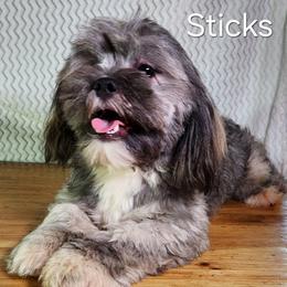 Sticks - Brindle female Lhasa Apso puppy in Jefferson, New York from Absolute Lhasa Love