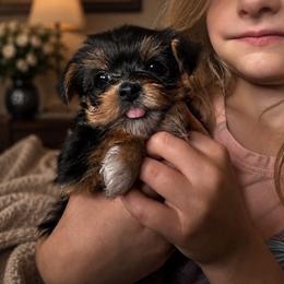 Margaret - Black and gold female Yorkshire Terrier puppy in Wileyville, West Virginia from Hunting Hills Petit Luxe Babydolls